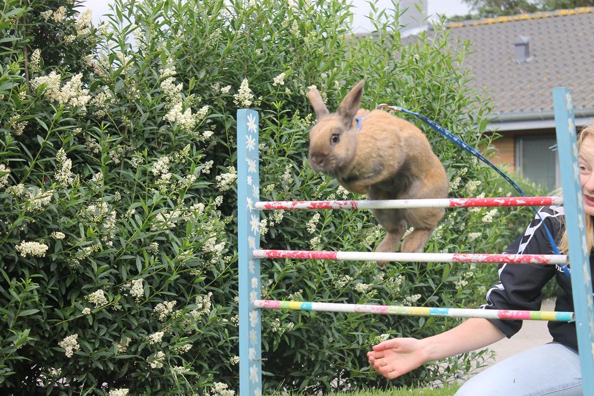 Kanin Hopnin's Tequila billede 17