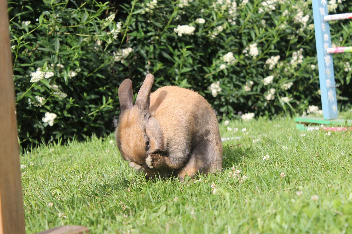 Kanin Hopnin's Tequila billede 18