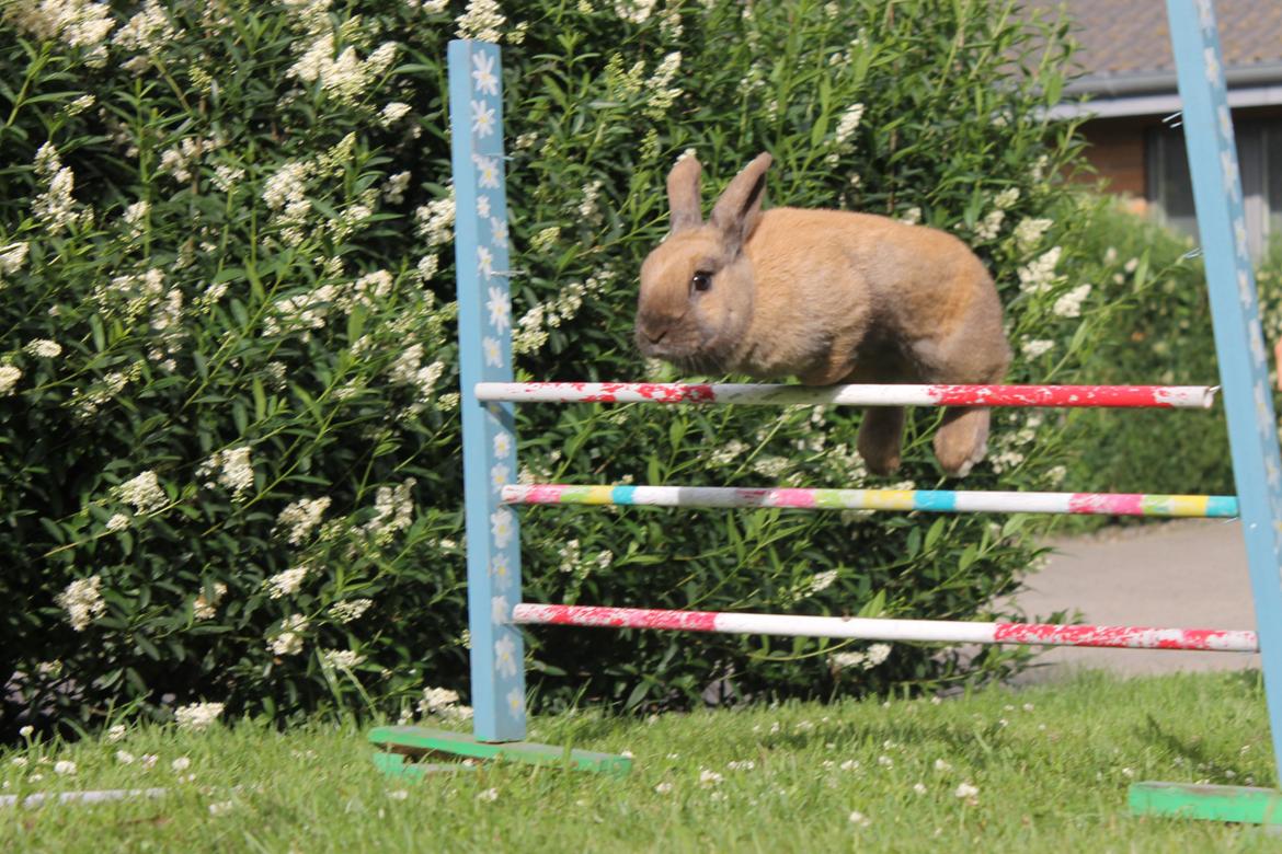 Kanin Hopnin's Tequila billede 19