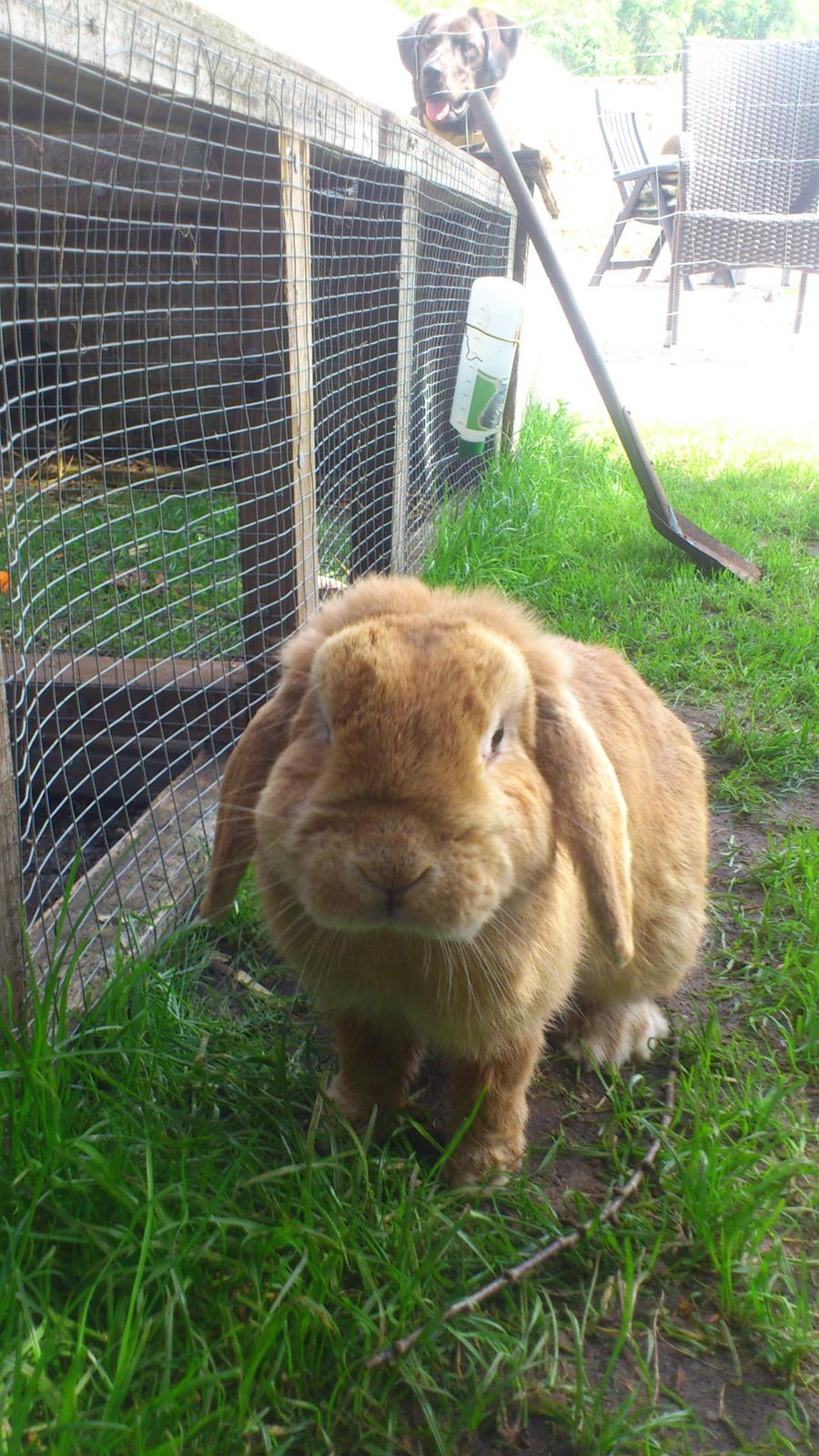 Kanin Charme billede 1