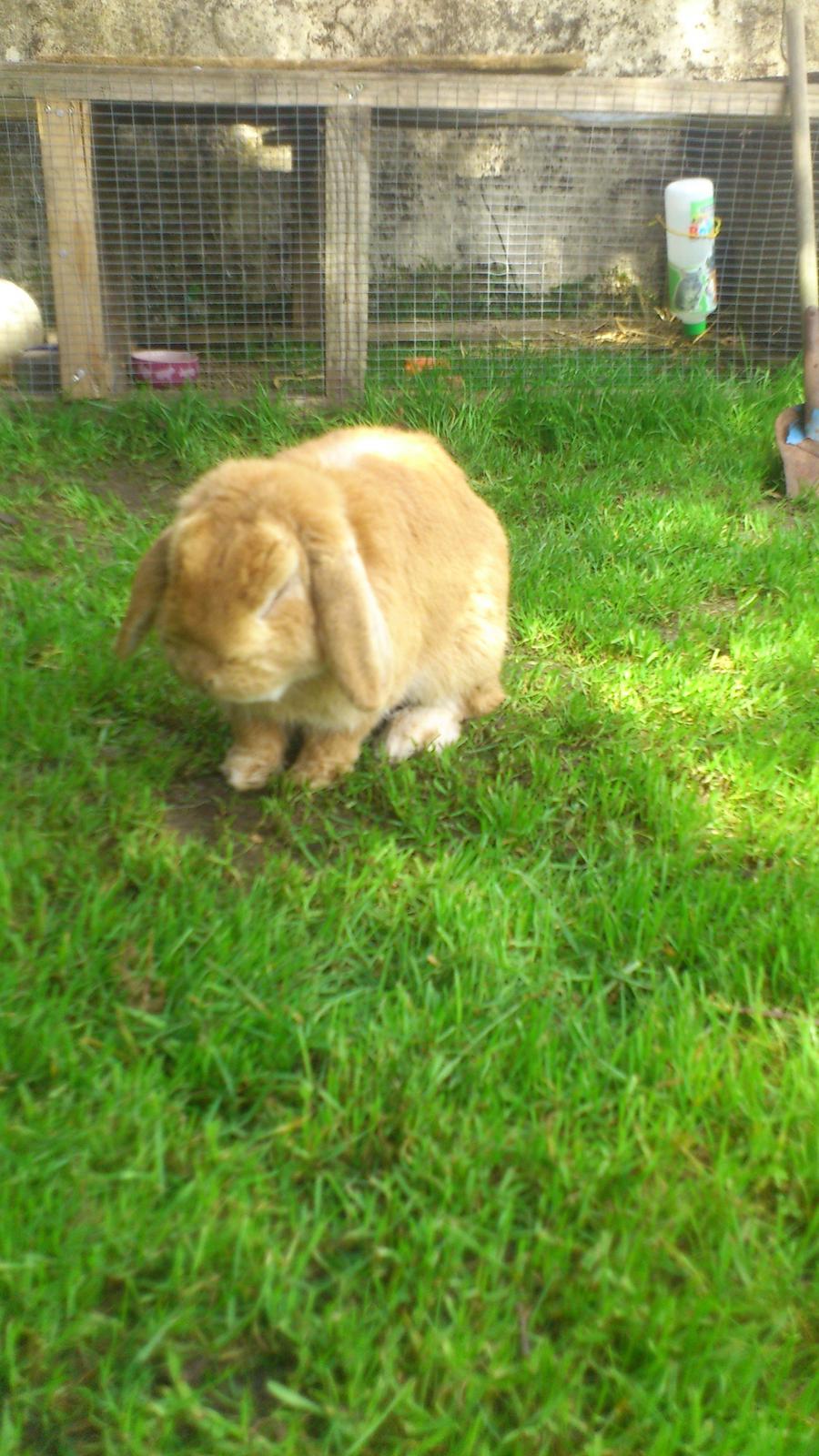 Kanin Charme billede 2