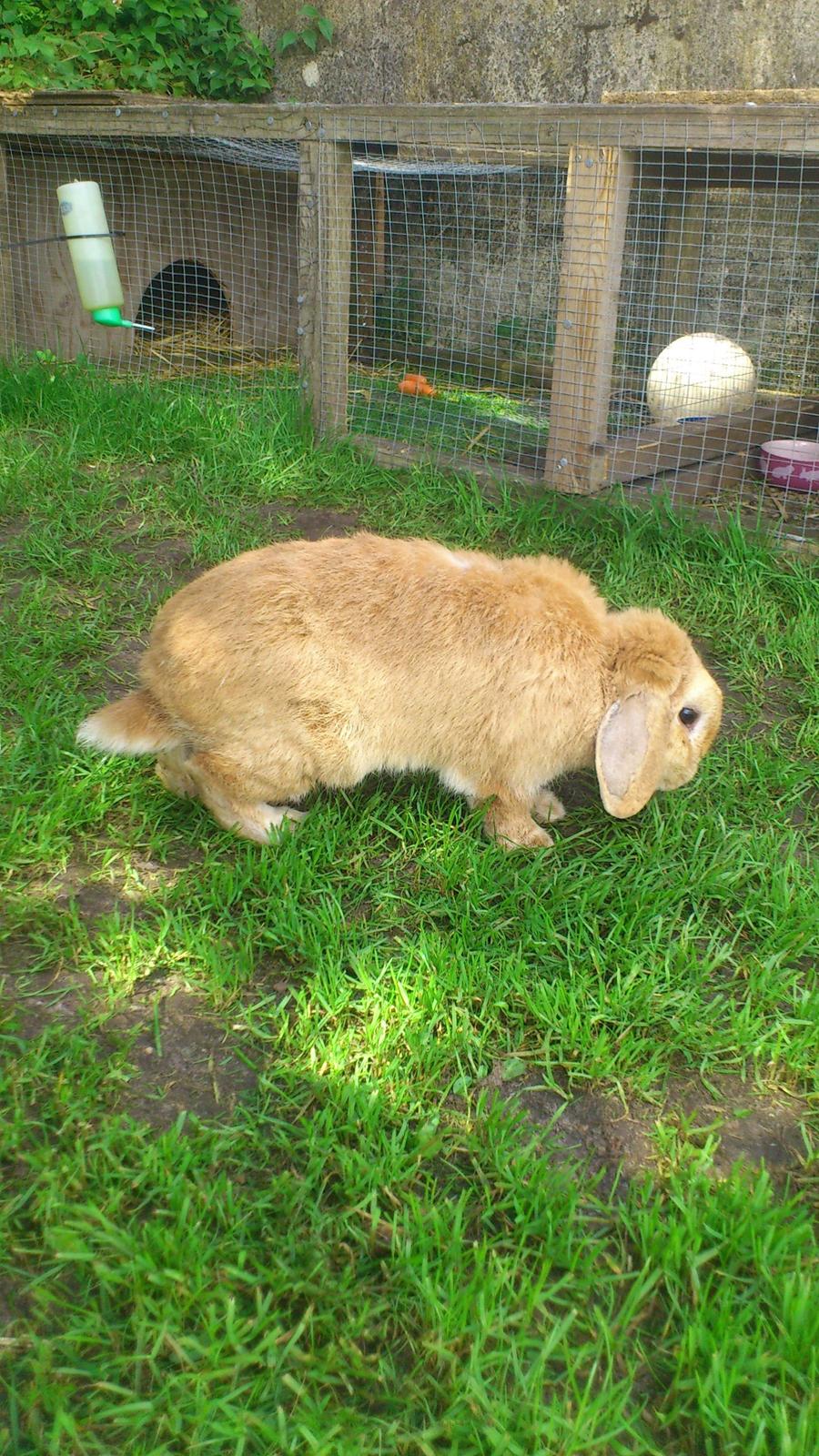 Kanin Charme billede 3