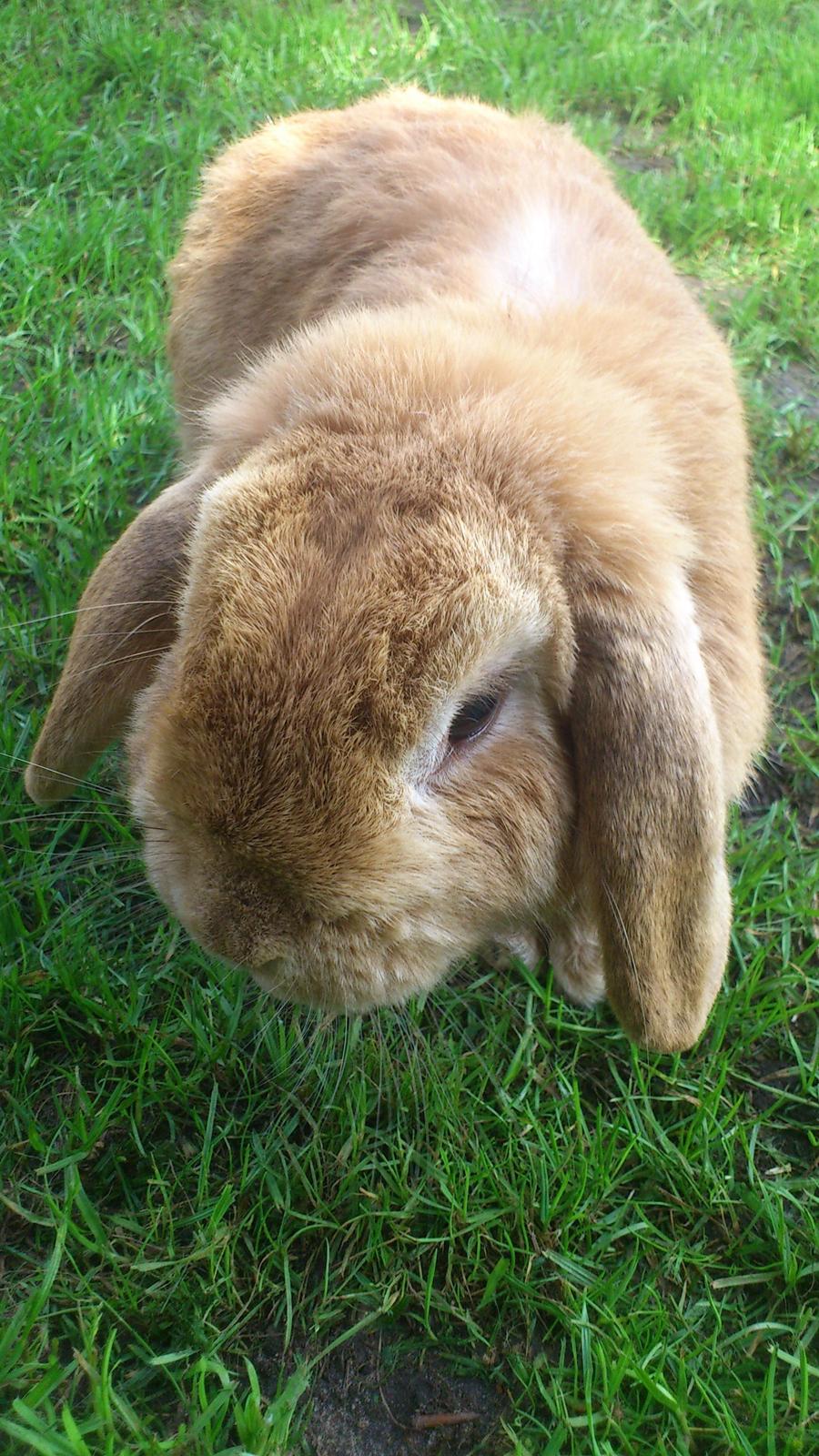 Kanin Charme billede 5