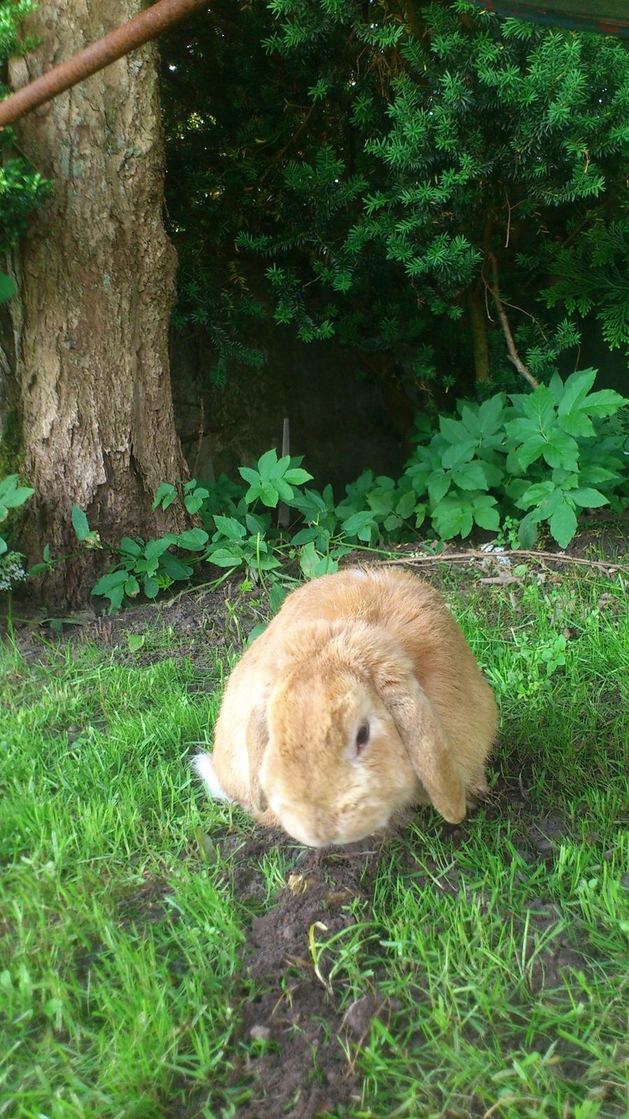 Kanin Charme billede 6