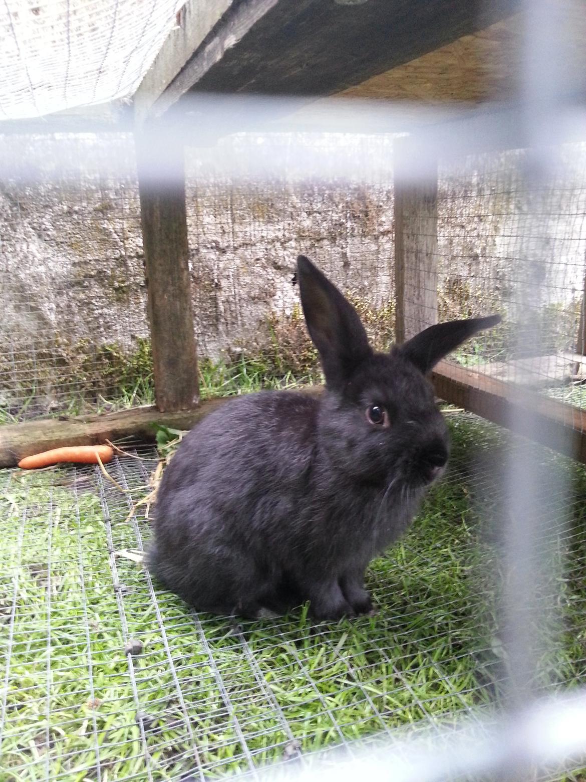 Kanin Baby billede 1