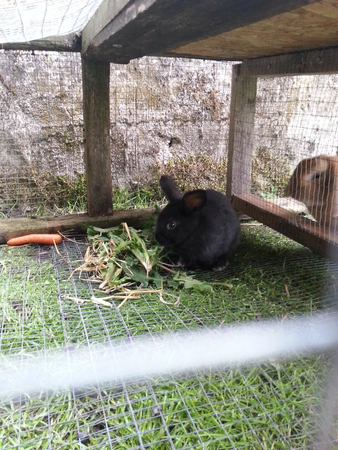 Kanin Baby billede 2