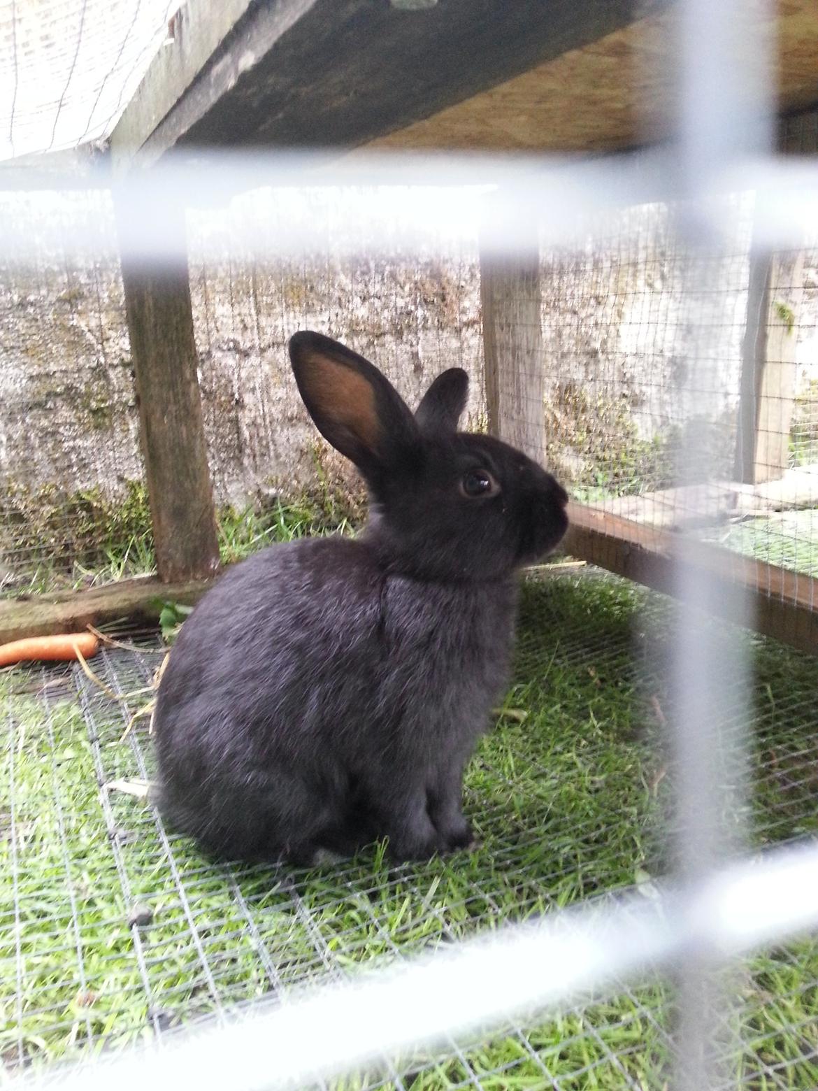 Kanin Baby billede 3