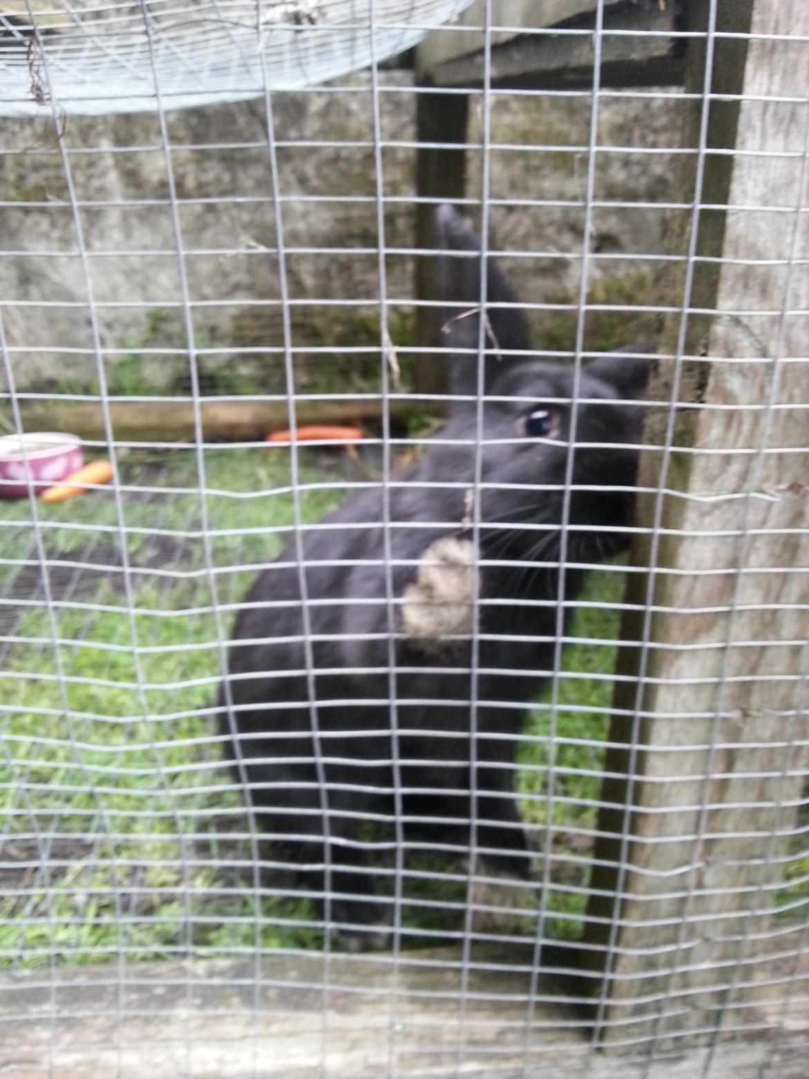 Kanin Baby billede 4