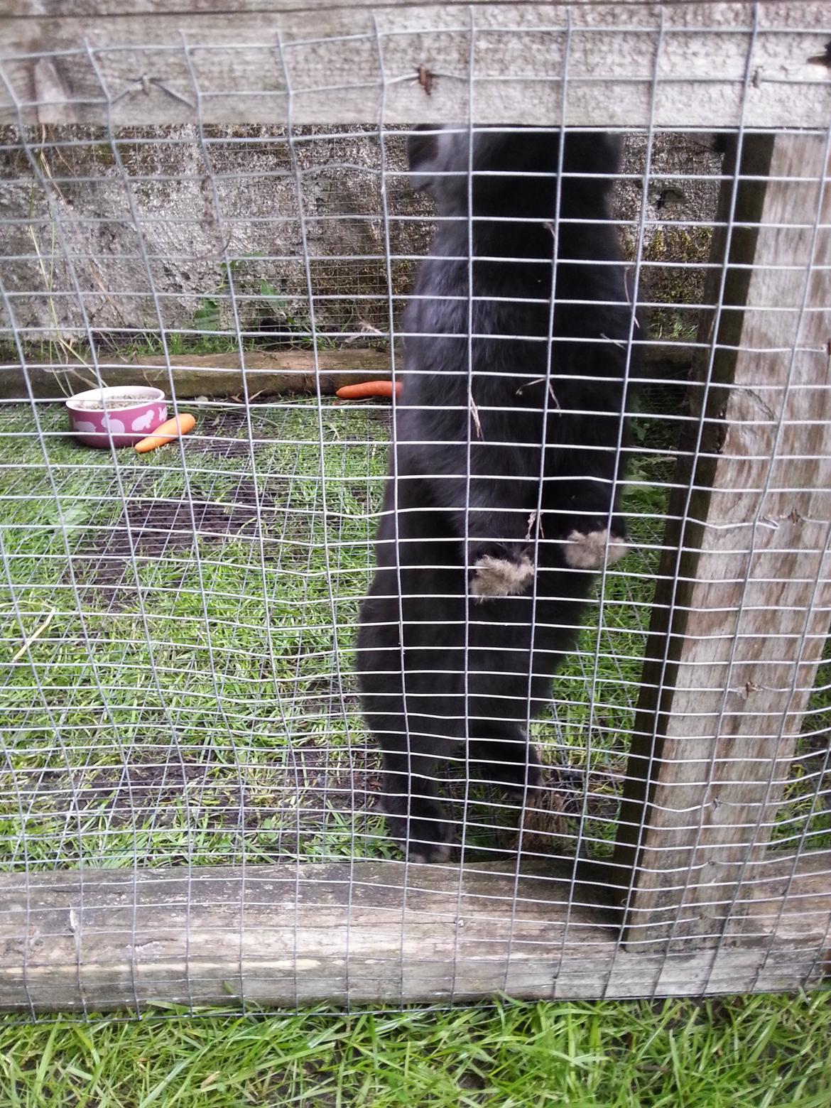 Kanin Baby billede 5