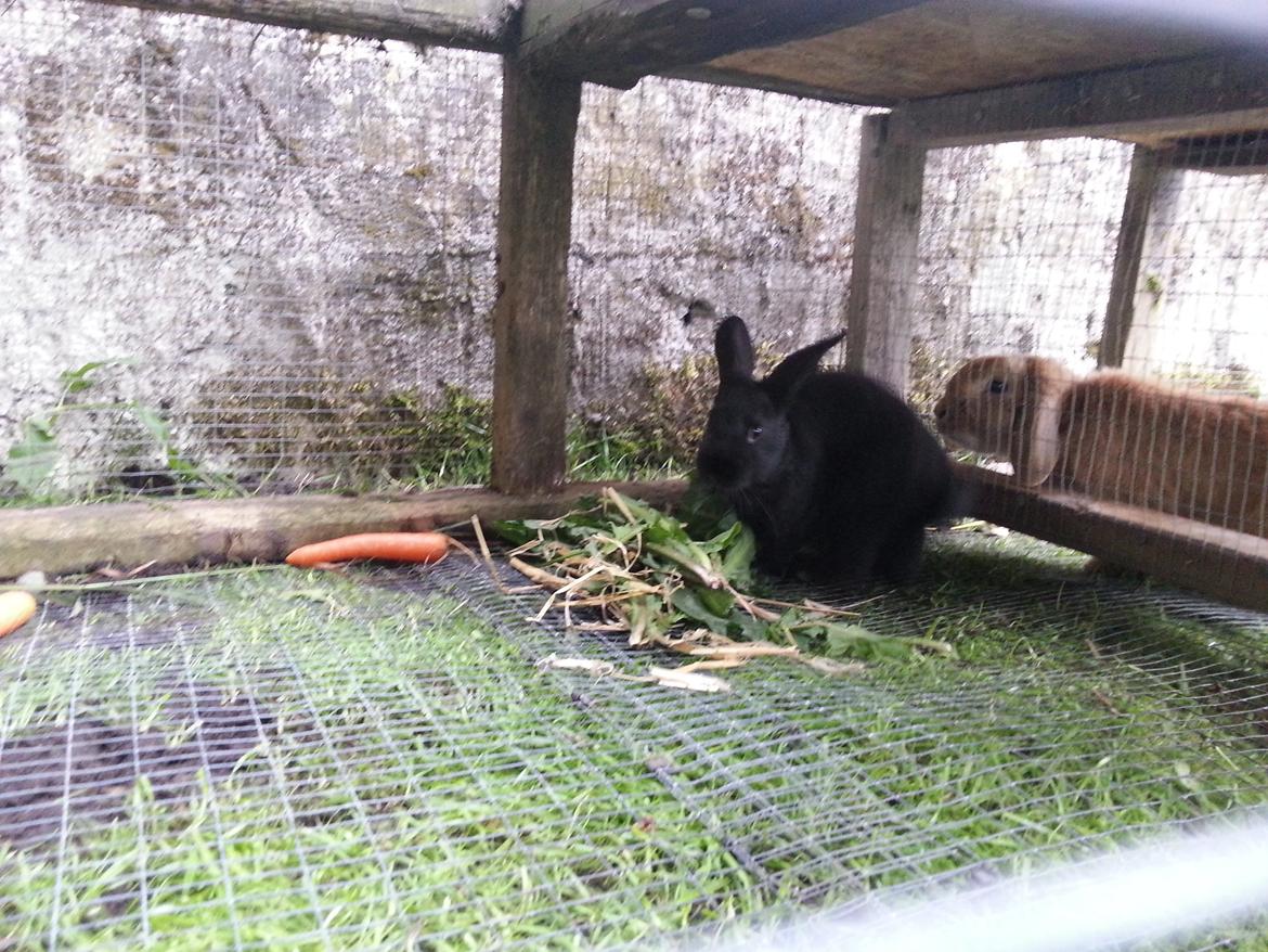 Kanin Baby billede 6