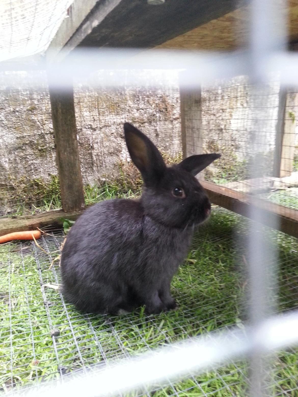 Kanin Baby billede 7