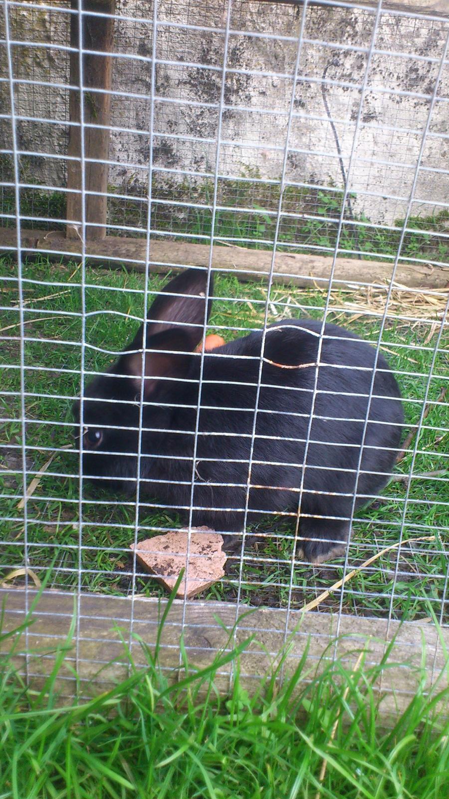 Kanin Baby billede 8