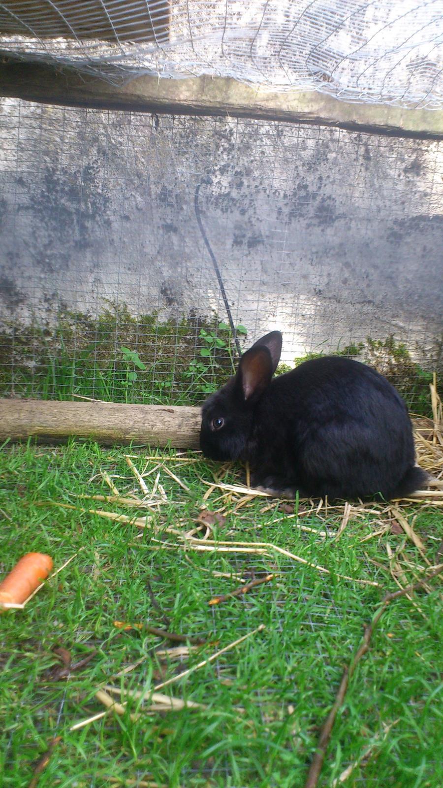 Kanin Baby billede 9