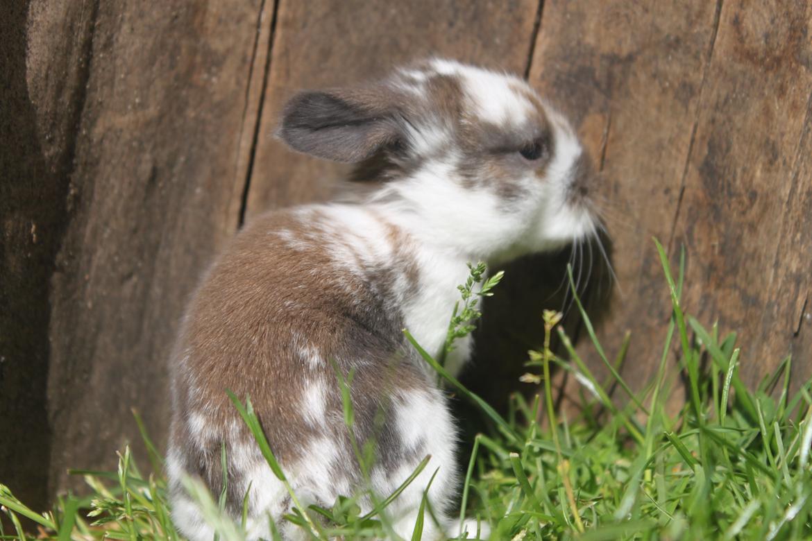 Kanin CAs Arecurius Donn billede 5