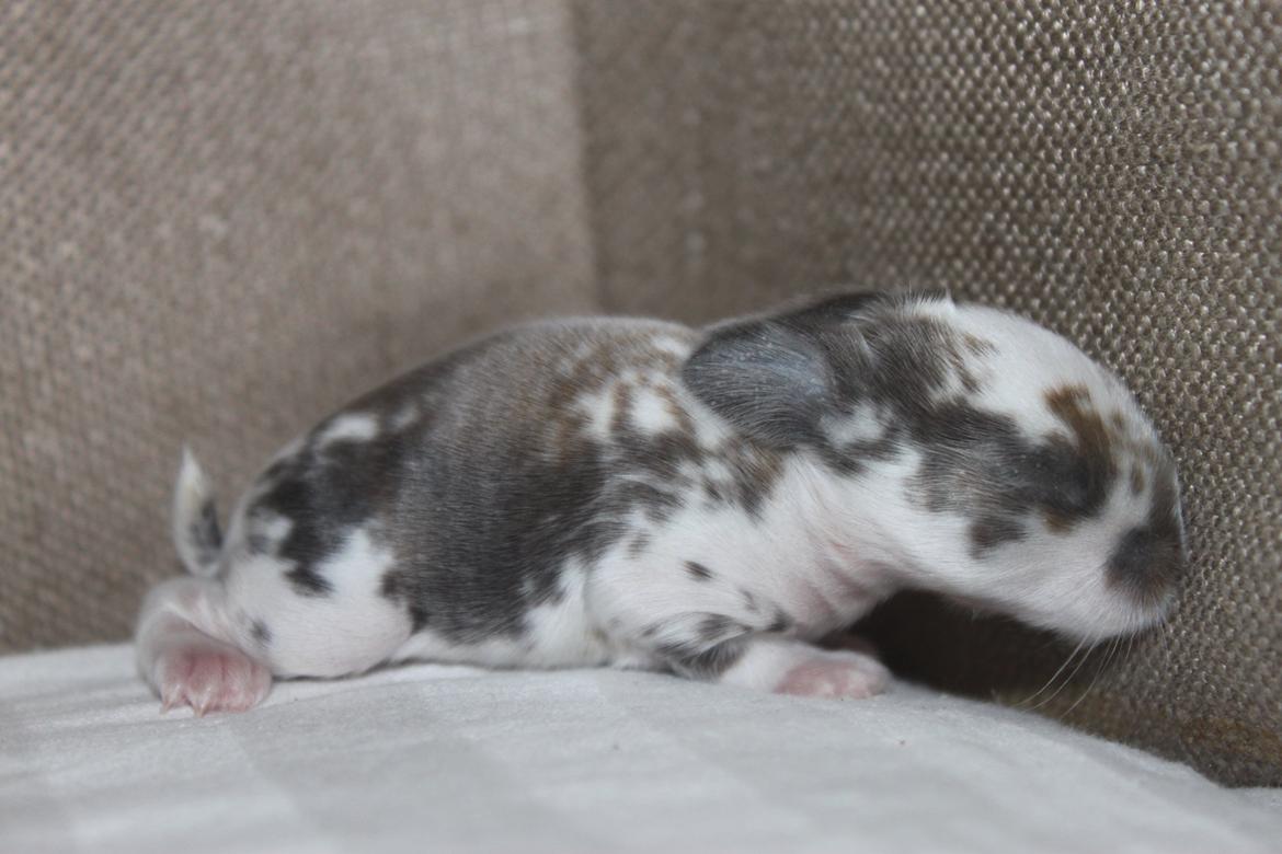 Kanin CAs Arecurius Donn billede 6