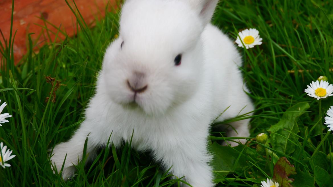 Kanin Stjernen´s Hummel!<3 billede 2