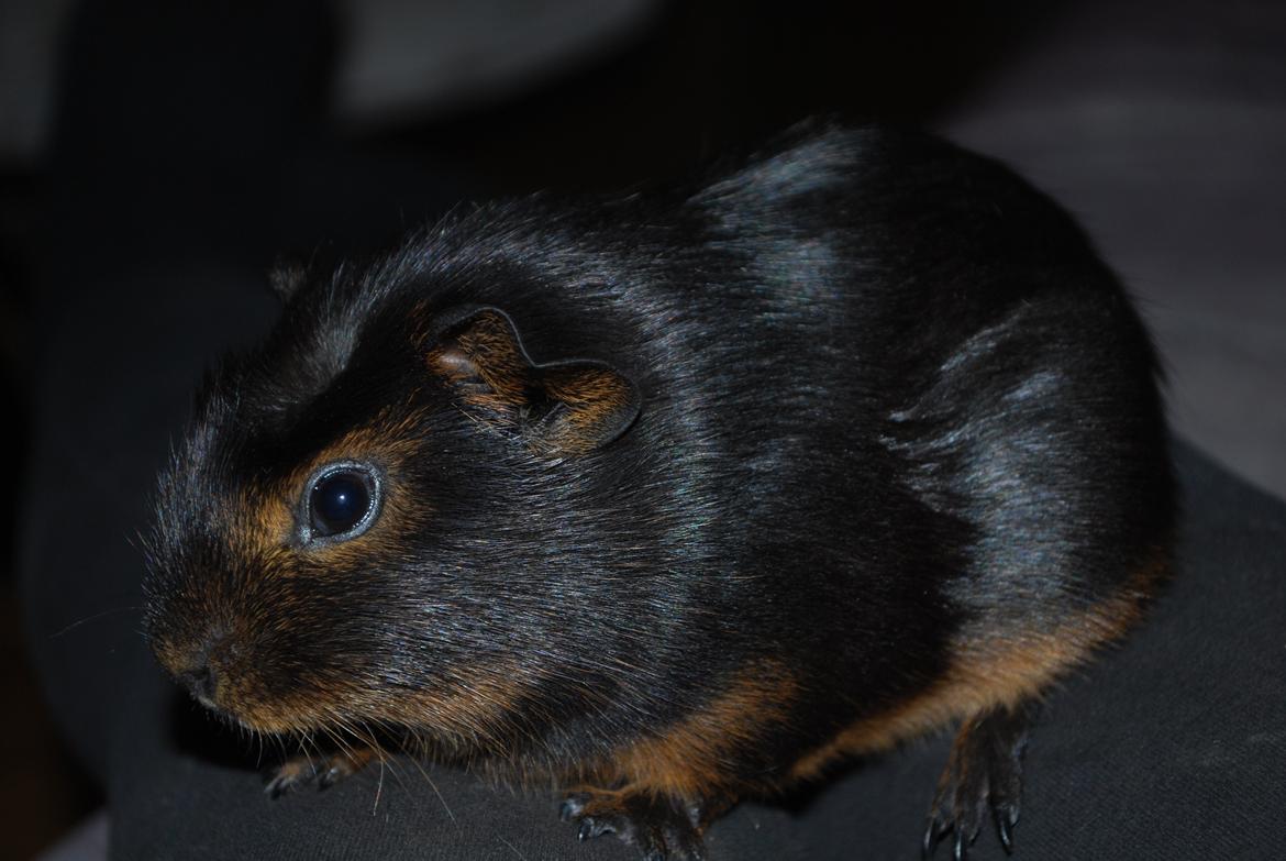 Marsvin Morias Cavatina - Lidt ældrere | Foto: Mig billede 4