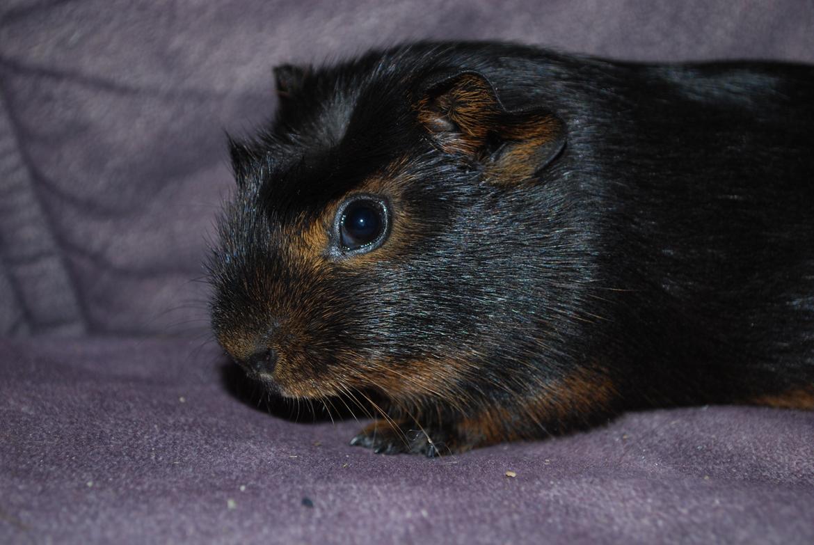 Marsvin Morias Cavatina - Taget med spejlrefleks | Foto: Mig billede 5