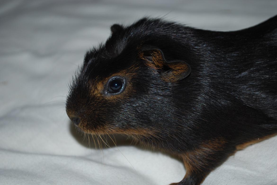 Marsvin Morias Cavatina - Lidt fotogen har man vel lov at være | Foto: Mig billede 6