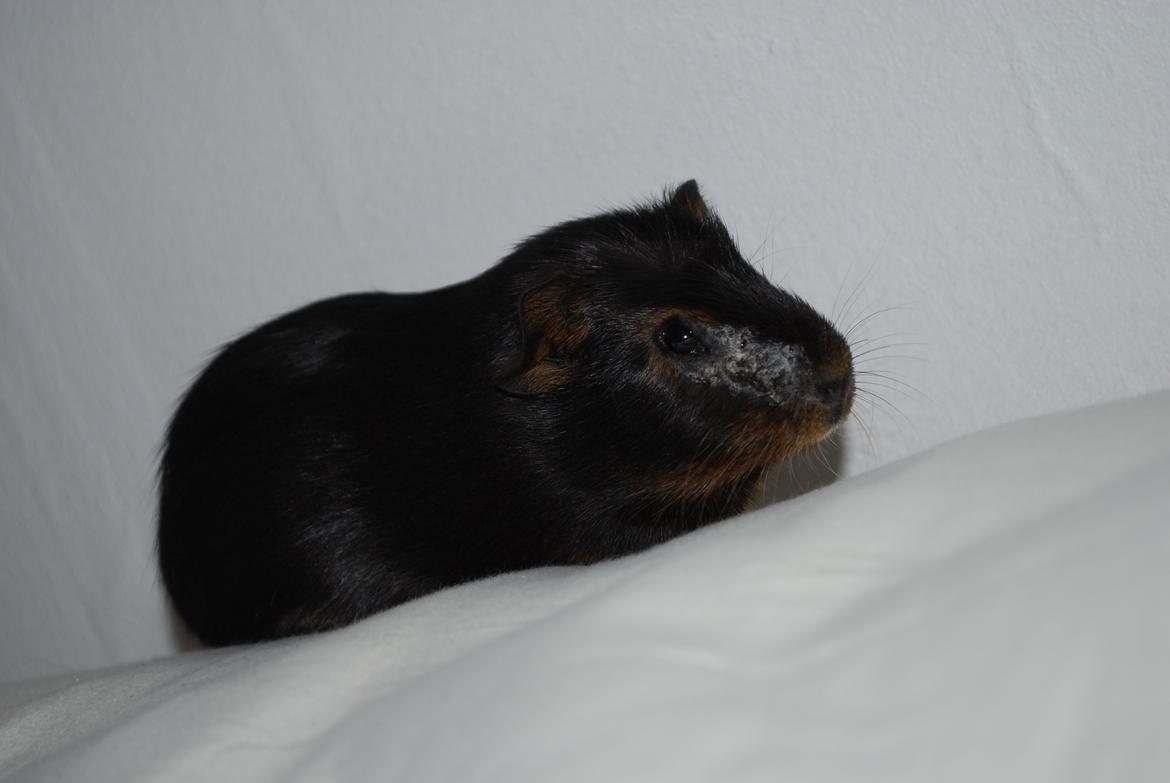 Marsvin Morias Cavatina - Min stakkels gris da hun havde skab.. | Foto: Mig billede 7