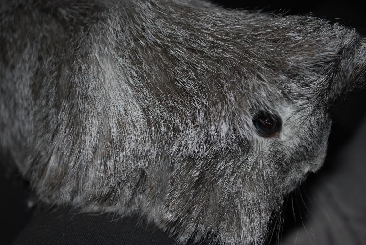 Marsvin Morias Dreams Come True - Hendes flotte silkepels | Foto: Mig billede 7