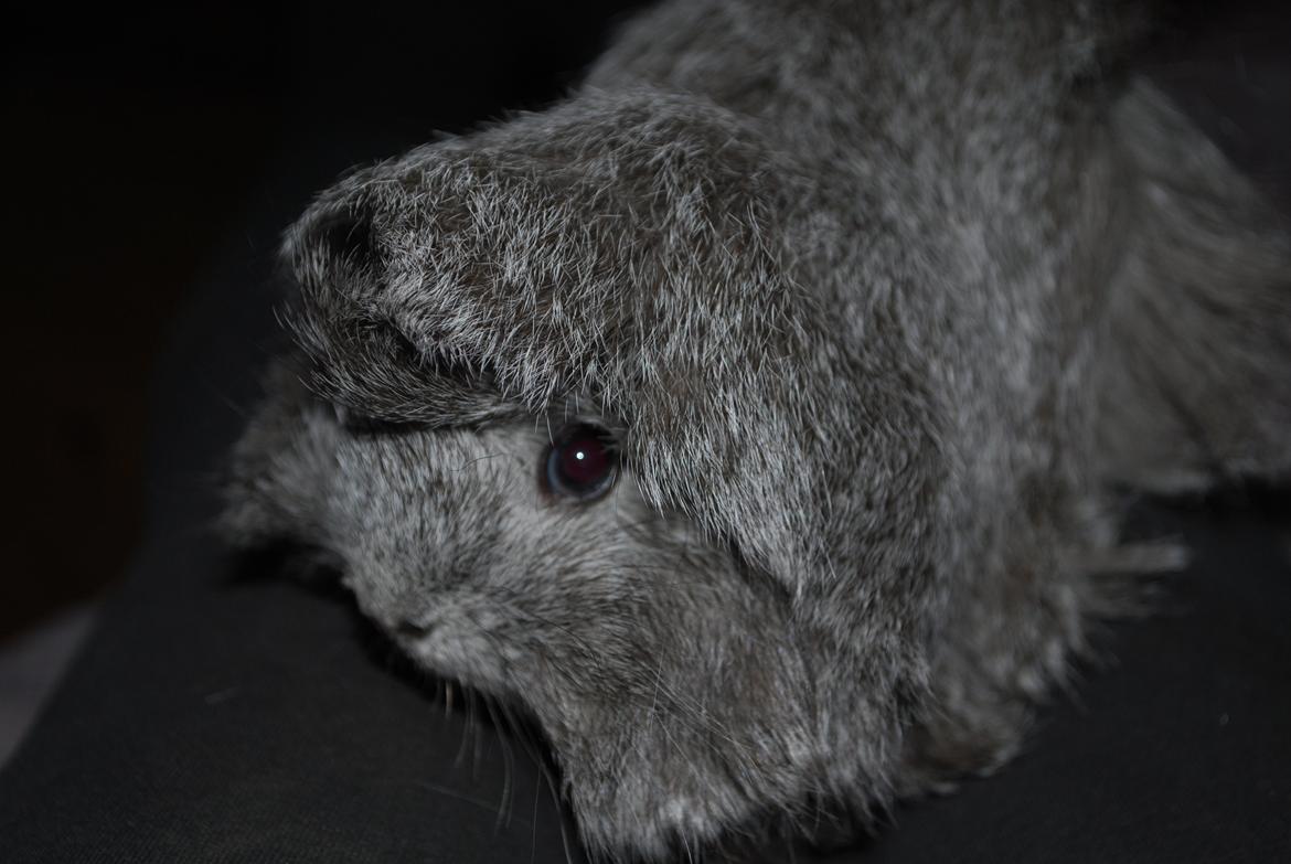 Marsvin Morias Dreams Come True - Efterår 2012 | Foto: Mig billede 8