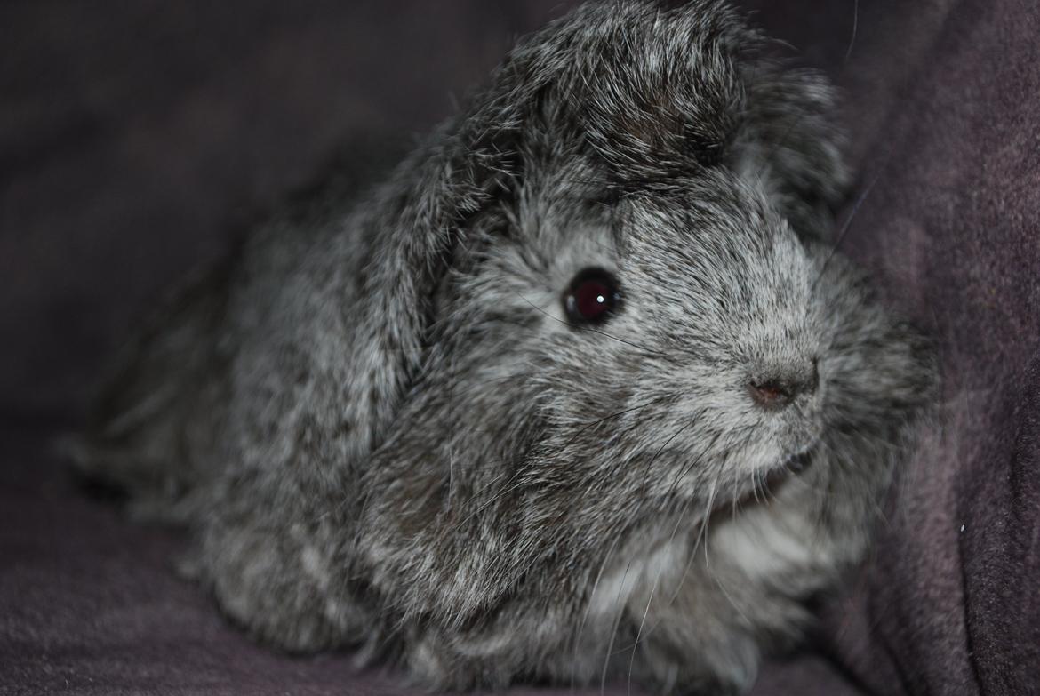 Marsvin Morias Dreams Come True - Lidt nysgerrig | Foto: Mig billede 9