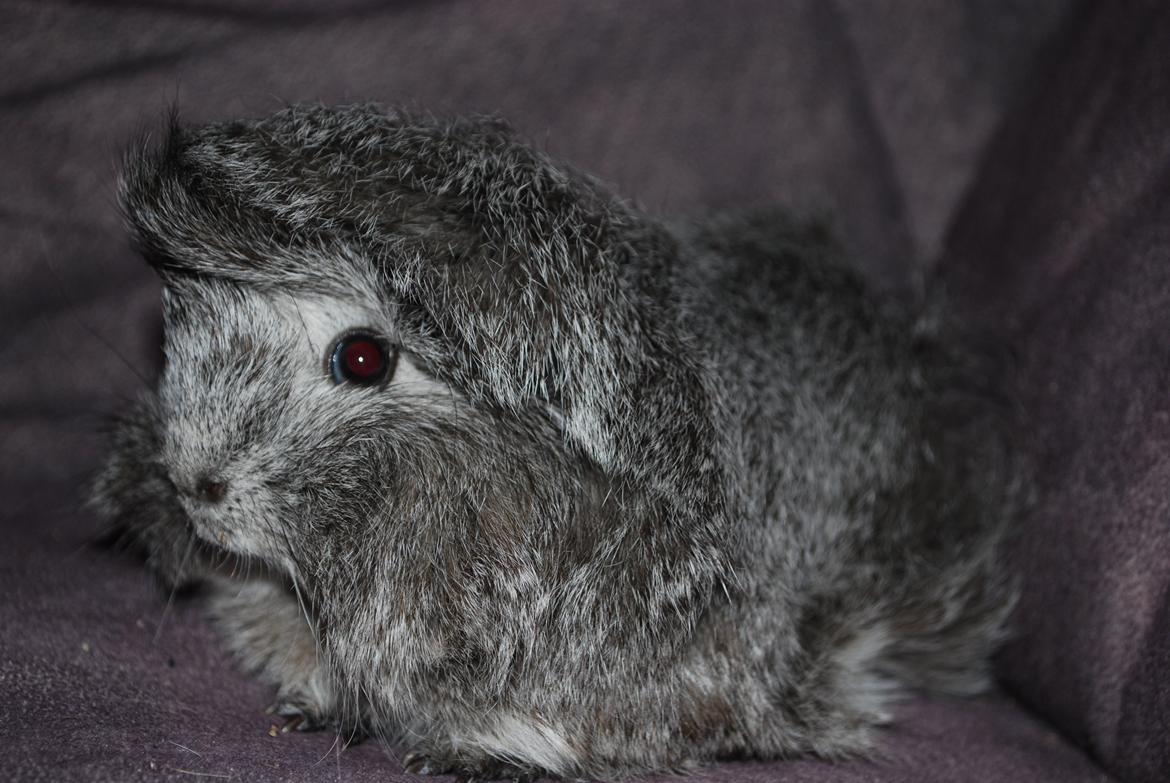 Marsvin Morias Dreams Come True - Efterår 2012 | Foto: Mig billede 10