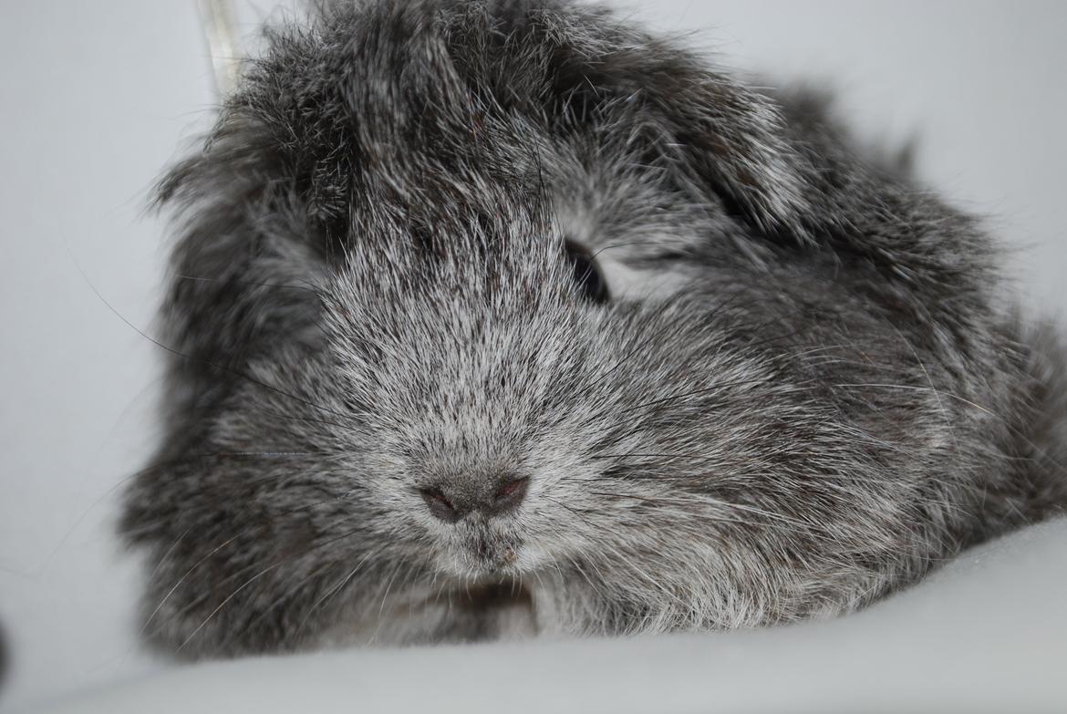 Marsvin Morias Dreams Come True - Sommer 2012 | Foto: Mig billede 11