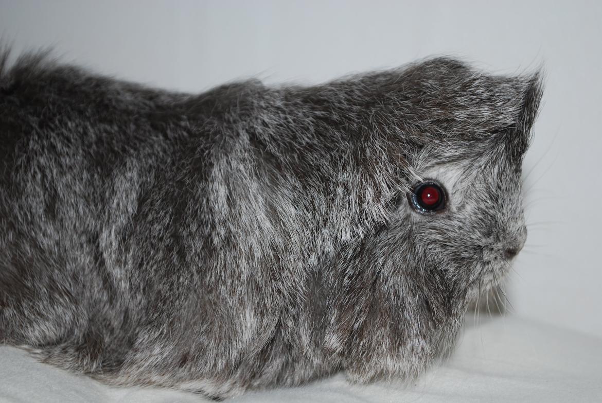 Marsvin Morias Dreams Come True - Sommer 2012 | Foto: Mig billede 12