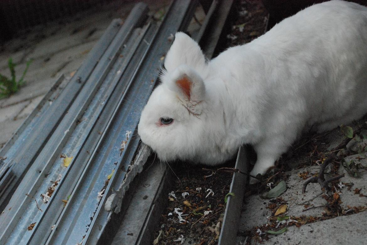 Kanin Bumle - Det skal ikke lægge der! | Foto: Mig billede 7