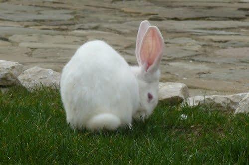 Kanin Albi billede 1