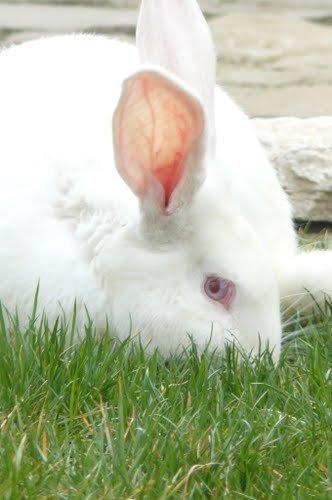 Kanin Albi billede 2