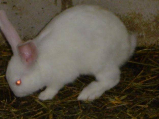 Kanin Albi billede 4