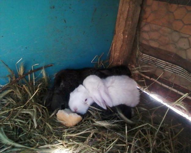 Kanin Albi billede 5