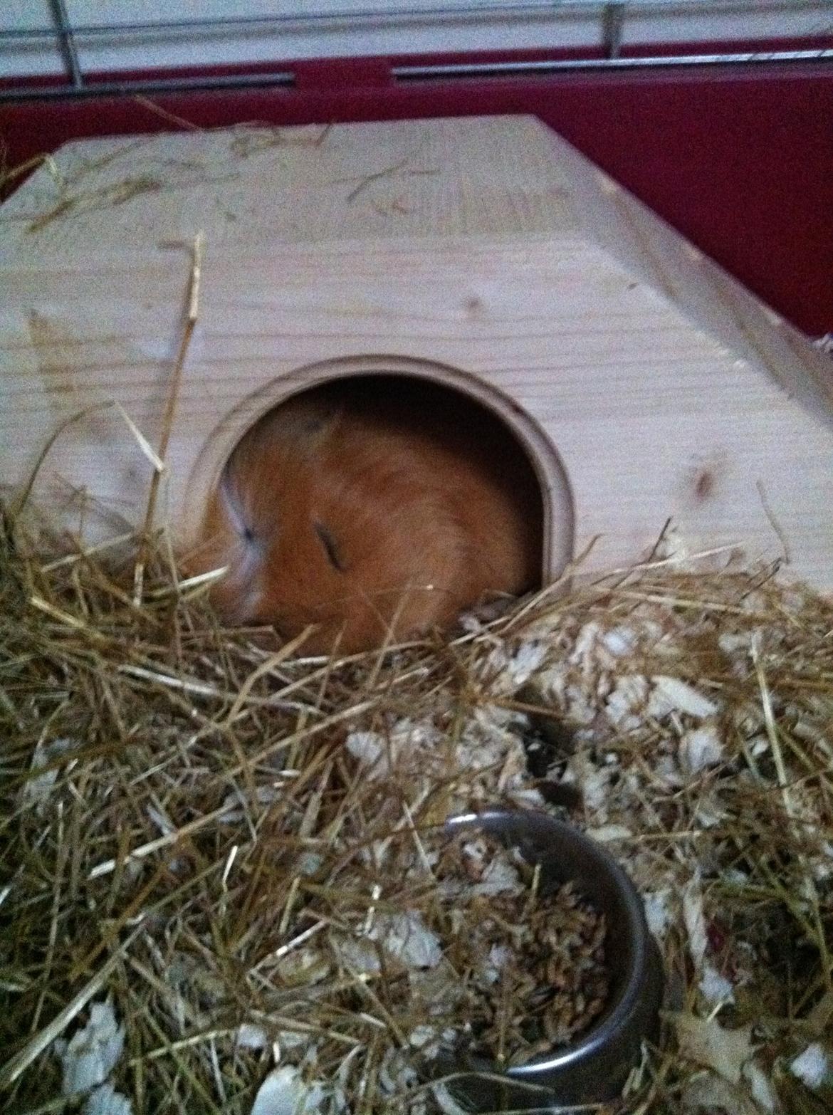 Marsvin RIP Felix billede 14