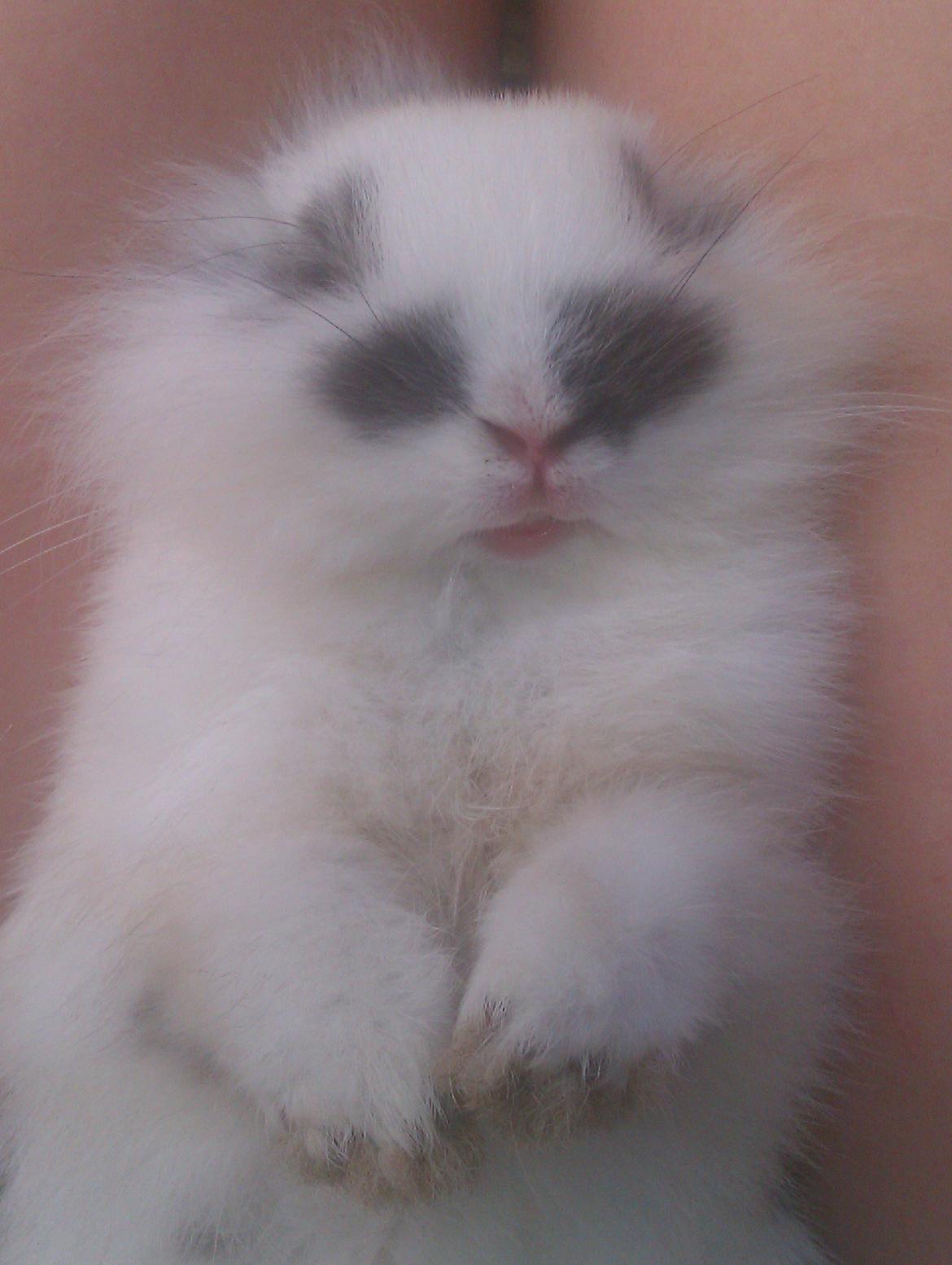 Kanin Stald Ingemann's Jumper<3 billede 5