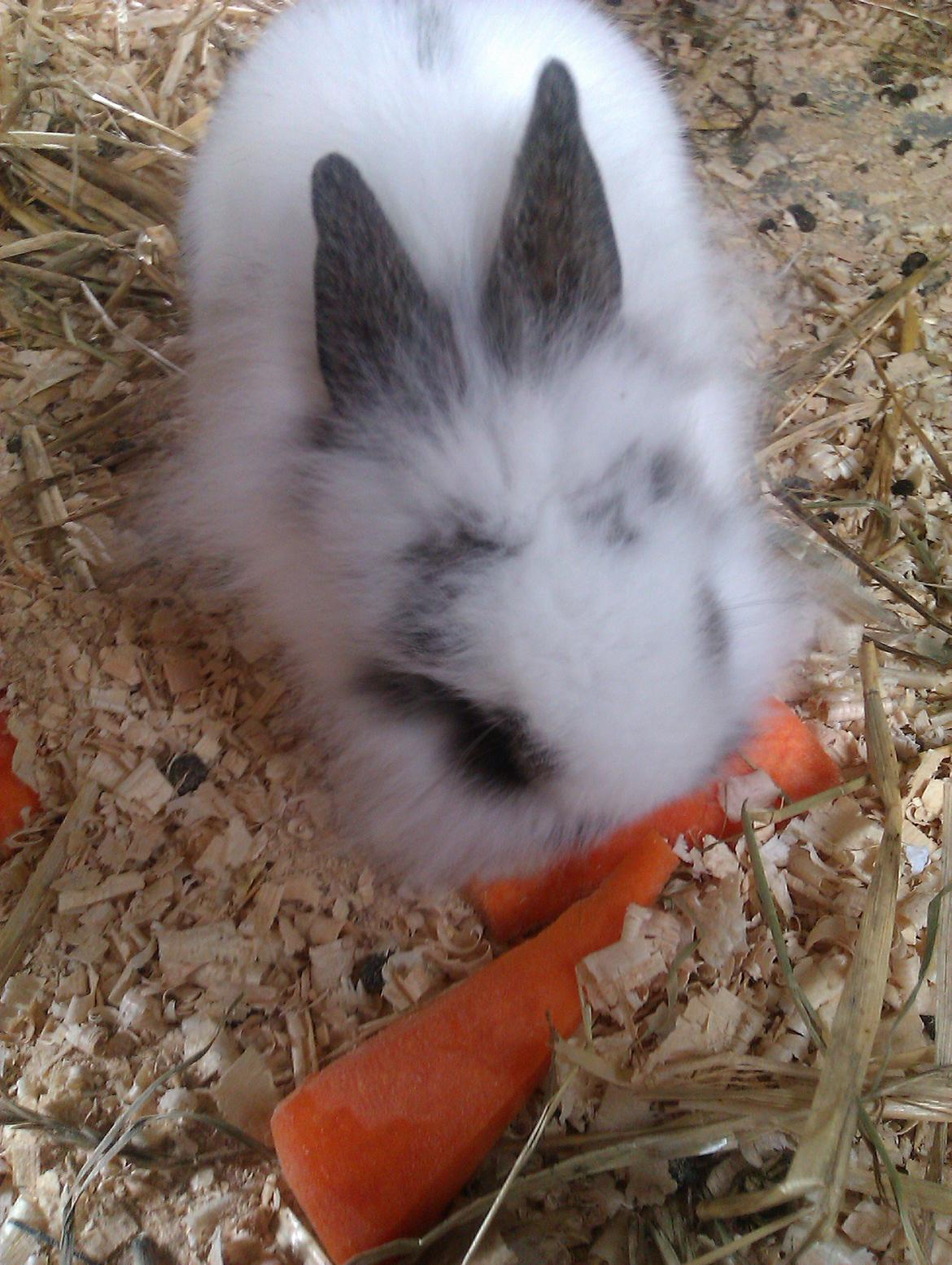 Kanin Stald Ingemann's Jumper<3 billede 3