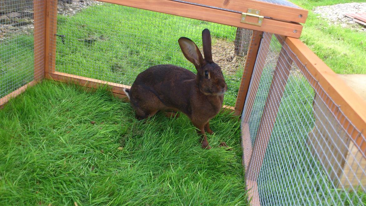 Kanin Belgisk Hare. Elmelys Aurora billede 1