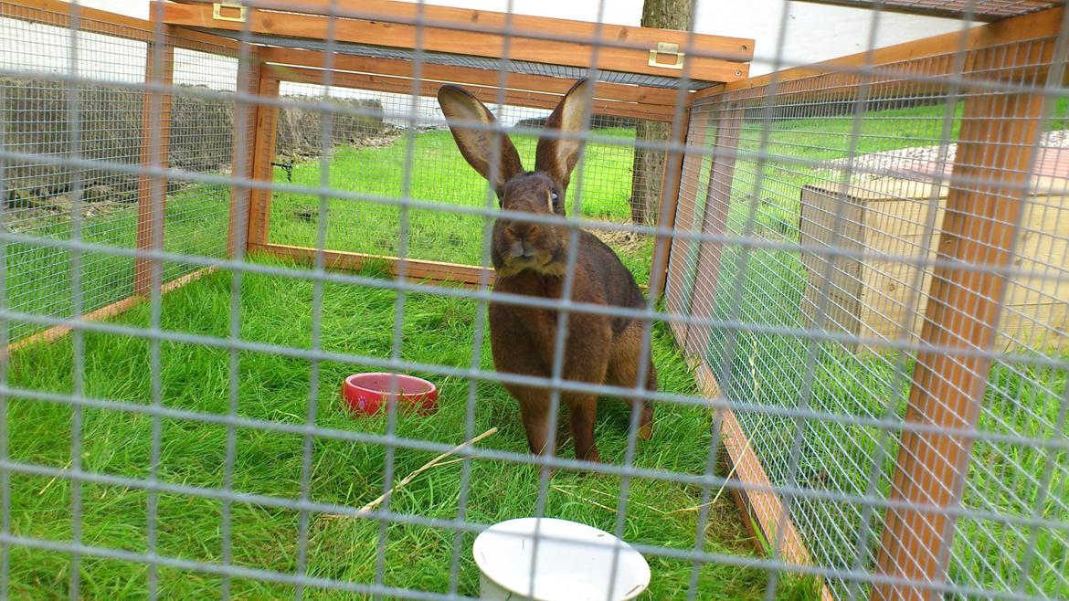Kanin Belgisk Hare. Elmelys Aurora billede 2