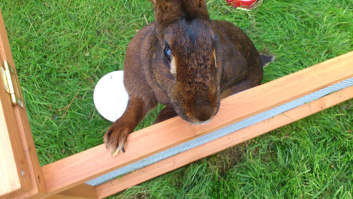 Kanin Belgisk Hare. Elmelys Aurora billede 3