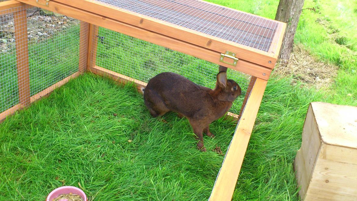 Kanin Belgisk Hare. Elmelys Aurora billede 4