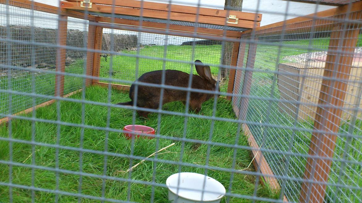 Kanin Belgisk Hare. Elmelys Aurora billede 5