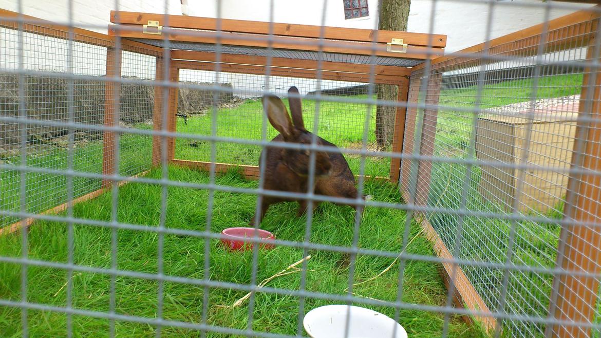 Kanin Belgisk Hare. Elmelys Aurora billede 6