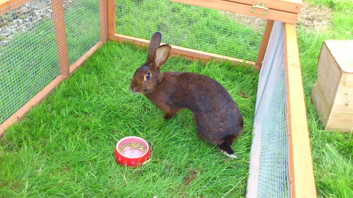 Kanin Belgisk Hare. Elmelys Aurora billede 7