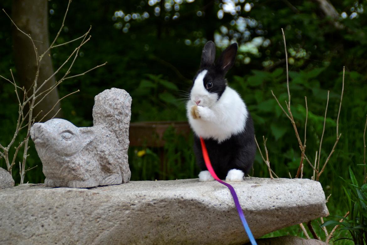 Kanin Surprise Chiaka - ,, Kære Kaningud!" - Maj 2012. billede 11