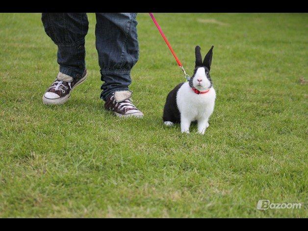 Kanin Surprise Chiaka billede 12