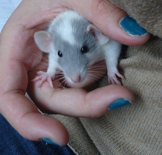 Tamrotte VictoryRats Java   RIP <3 billede 2