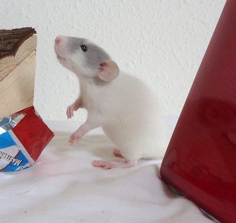 Tamrotte VictoryRats Java   RIP <3 billede 1