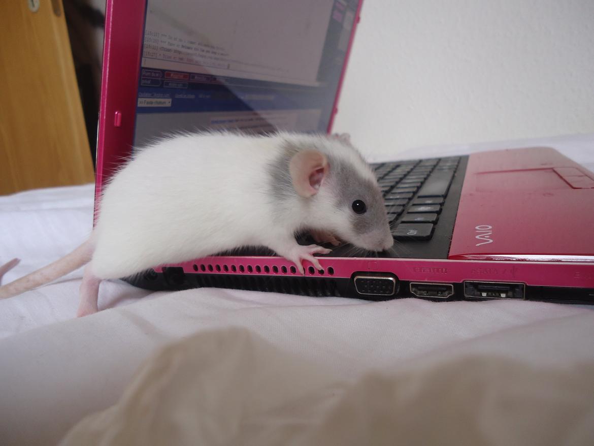 Tamrotte VictoryRats Java   RIP <3 billede 3